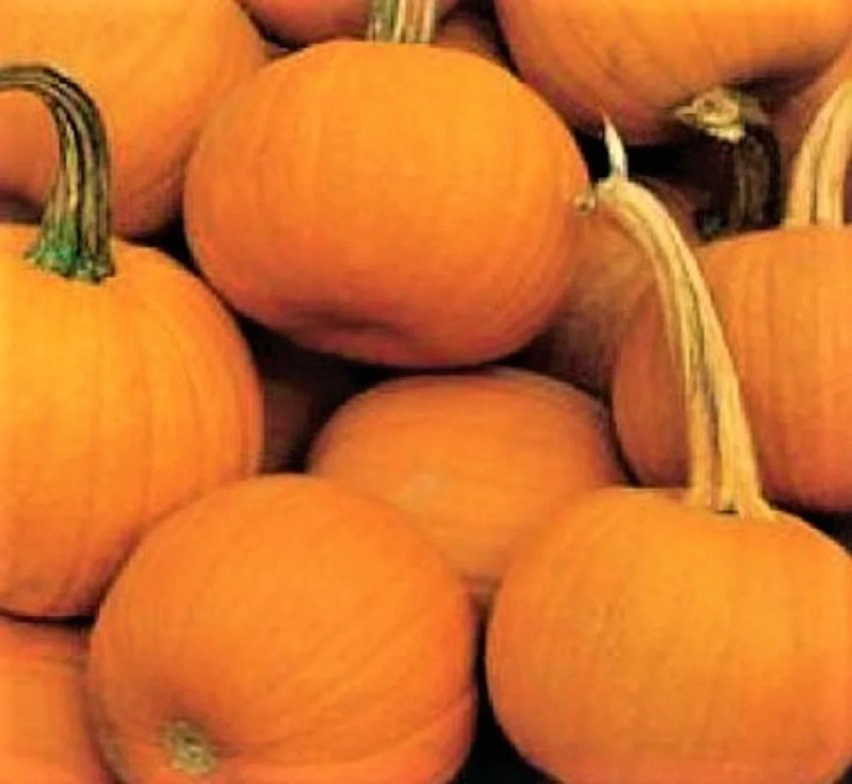 Spookie Pumpkin Seeds 15 Count Non-GMO Halloween Variety Cucurbita pepo for Carving and Decorating