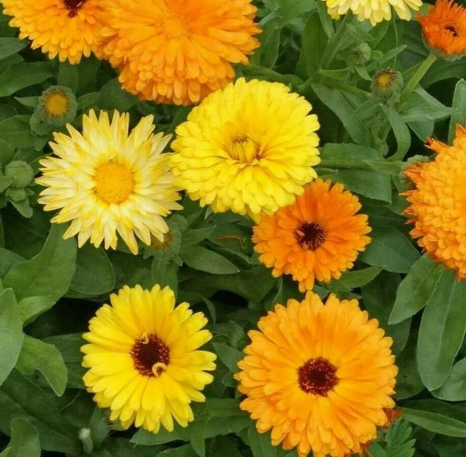 Calendula Flower Seeds - 100+ Pacific Beauty Mix, Orange Blooms - Calendula officinalis, Annual Garden Seeds