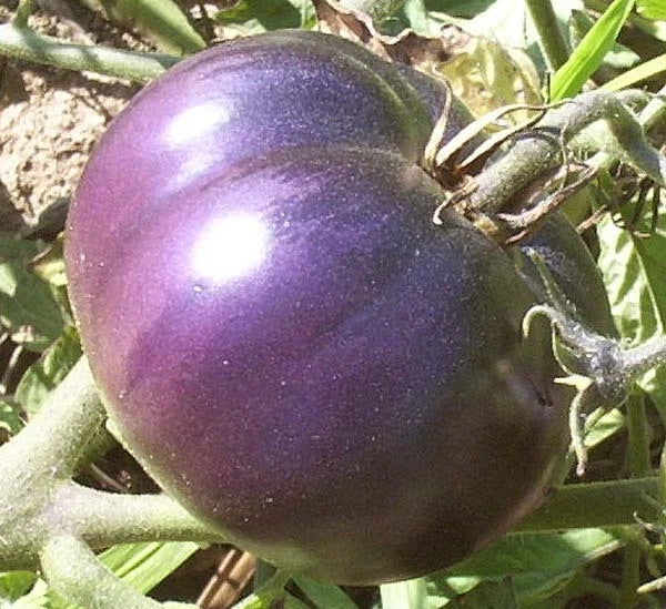 Purple Tomato Seeds - 15 Heirloom Seeds - Antioxidant Variety - Solanum lycopersicum - Healthful Gardening