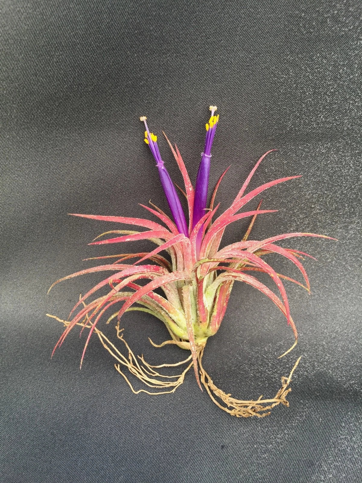 Tillandsia Ionantha Air Plant - Blushing Bride Bromeliad - Compact Epiphytic Starter Plant for Home Decor and Terrariums