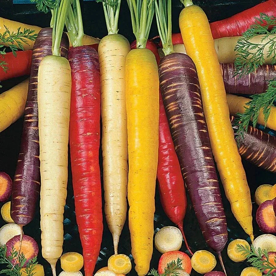 Rainbow Carrot Seeds Mix - 100+ Heirloom Non-GMO Blend - Daucus carota - Colorful Garden Variety for Home Planting