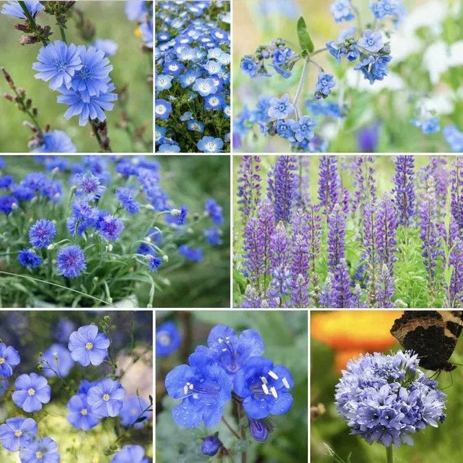 250 Blue Wildflower Seeds - Singin' The Blues Mix - Native Flower Blend (Centaurea cyanus, Lobelia erinus)