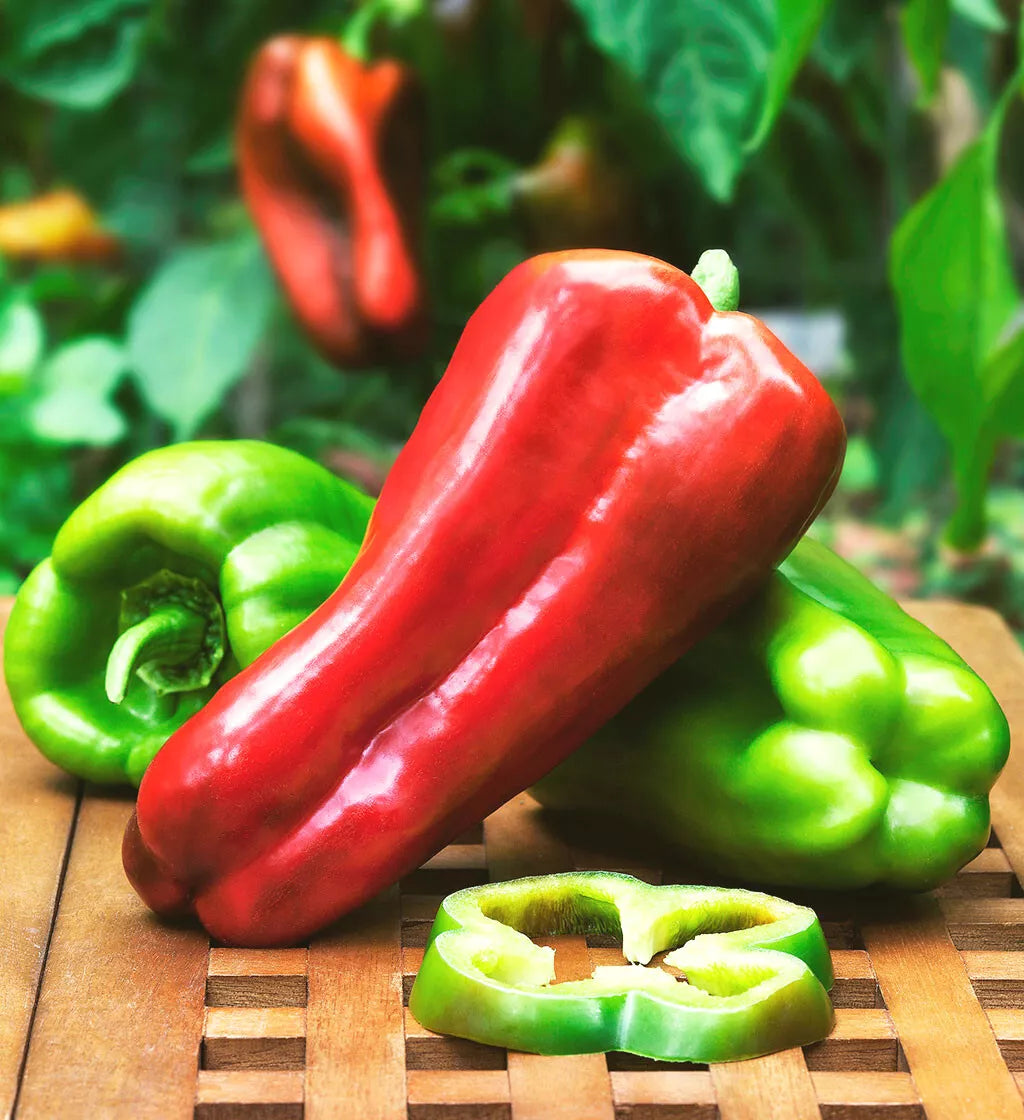 Sweet Pepper Seeds 1000 Count Big Bertha Red Capsicum annuum Thick-Walled Elongated Bell Pepper for Stuffing
