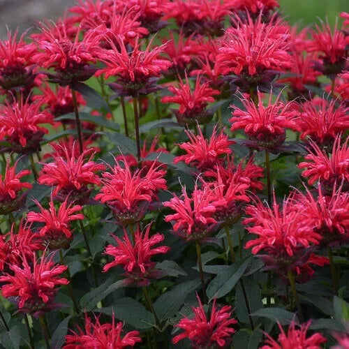Red Velvet Bee Balm Seeds 100 Count - Monarda didyma - Hummingbird Flower Seeds for Vibrant Garden Color