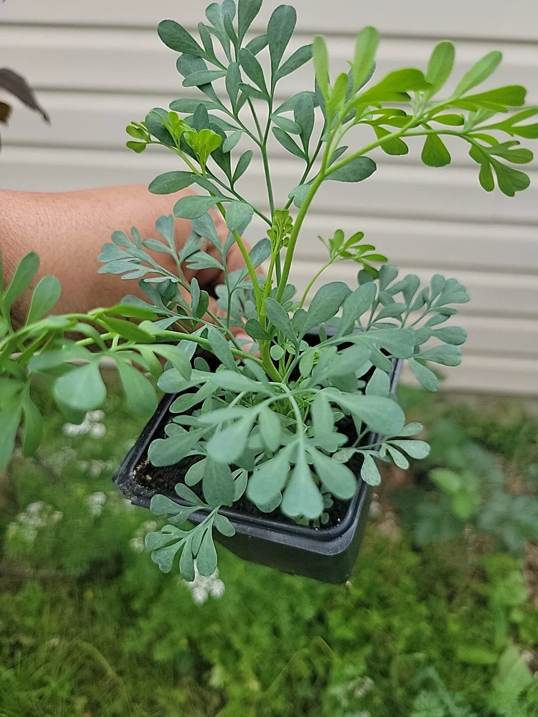 Blue Rue Live Plant 3-Inch Pot, Aromatic Herb, Ruda Macho, Ruta graveolens - Perfect for Gardens & Home Decor