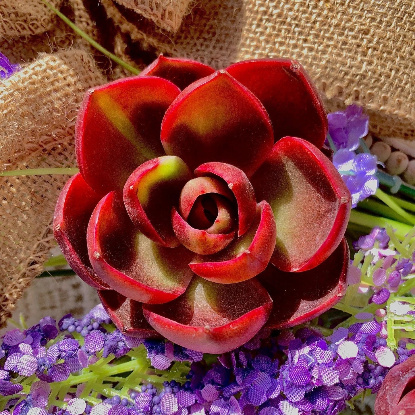Live Succulent Bare Root Plant 'Red Light' Echeveria Hybrid - Vibrant Indoor/Outdoor Decor for Home, Office, Wedding