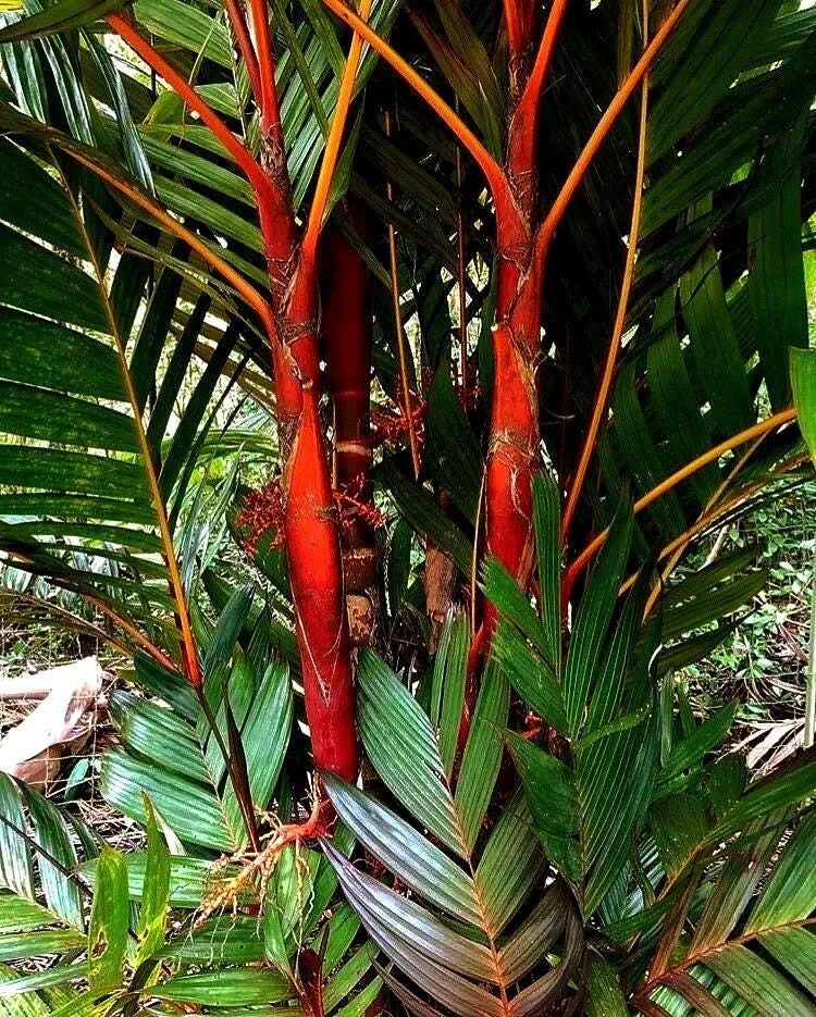 Areca Vestiaria Red Palm 1G - Rare Red Crownshaft Palm, Exotic 'Sunset' Variety, Areca vestiaria for Tropical Gardens