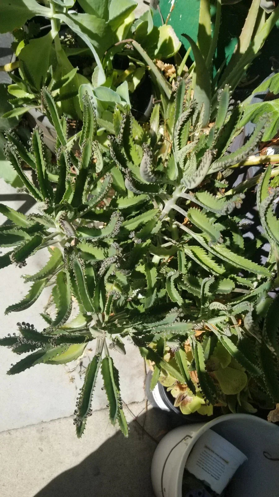 Kalanchoe Live Mother of Thousands Bare Root 2"-3" Alligator Plant Kalanchoe daigremontiana Succulent Indoor Outdoor Gardening