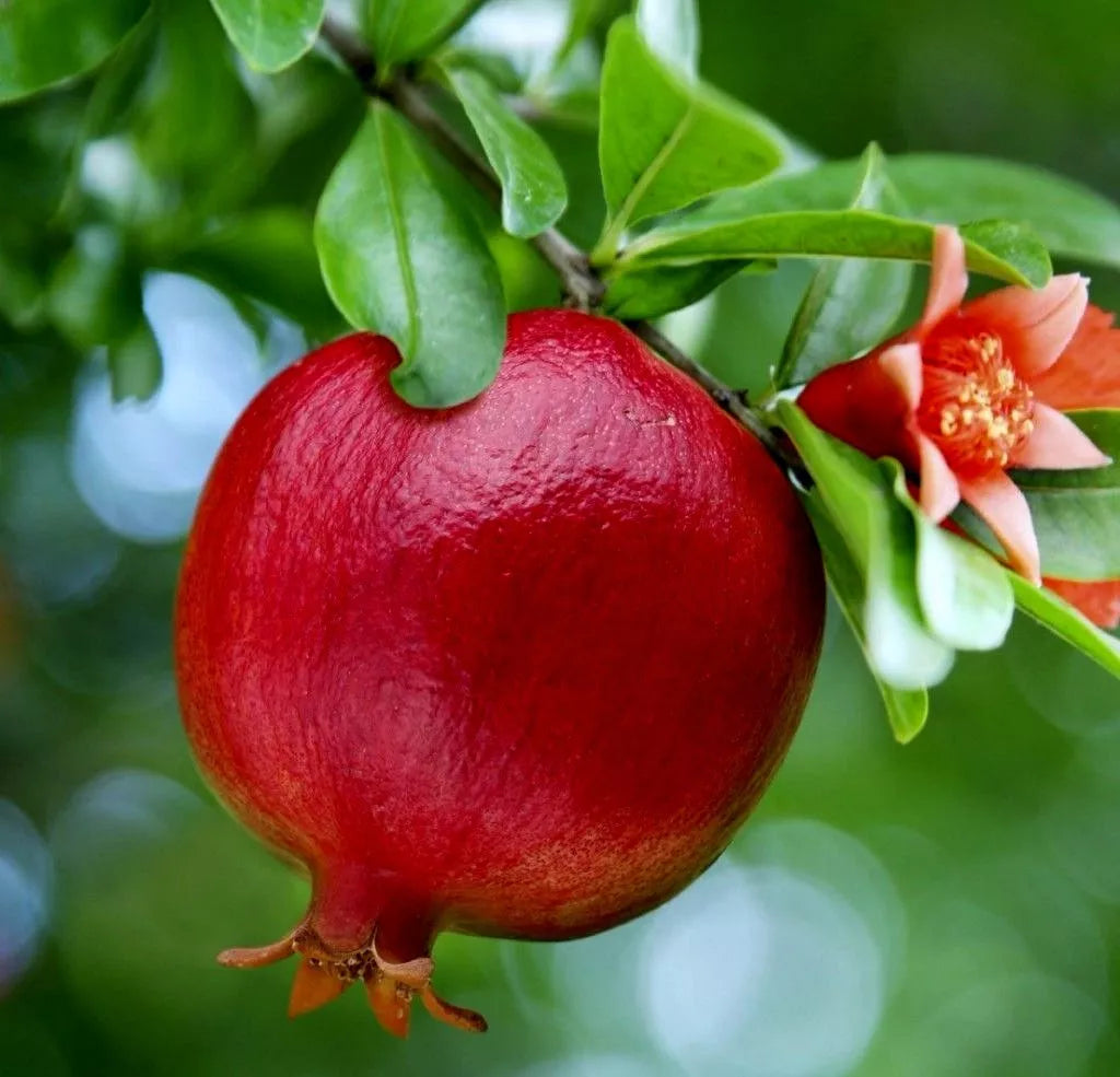Pomegranate Seedlings 6" Wonderful Variety Punica Granatum Bright Red Fruit Orange Flowers Butterfly Attractant