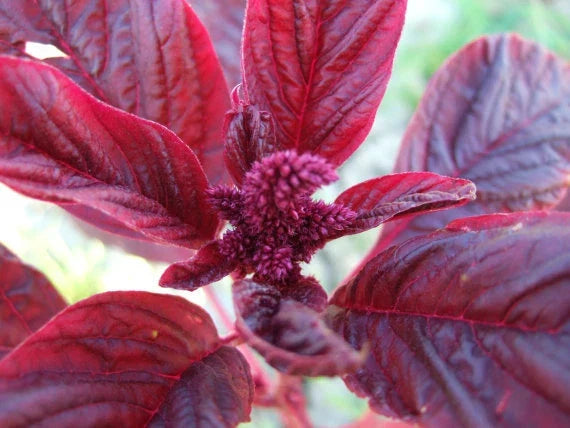 Amaranthus Red Garnet Herb Seeds - 500+ Organic Non-GMO Seeds for Gardening (Amaranthus cruentus) - Edible, Colorful Foliage