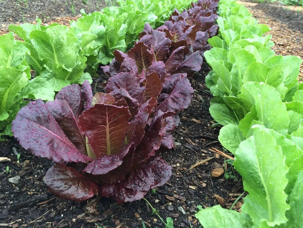 Red Romaine Lettuce Seeds - 500+ Heirloom Organic Non-GMO - Lactuca sativa - Perfect for Home Gardens and Salads