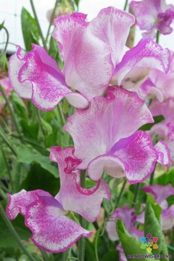 Lady Nicholson Sweet Pea Seeds - 50 Pack - Lathyrus odoratus - Fragrant Climbing Flowers for Garden Planting - USA Grown