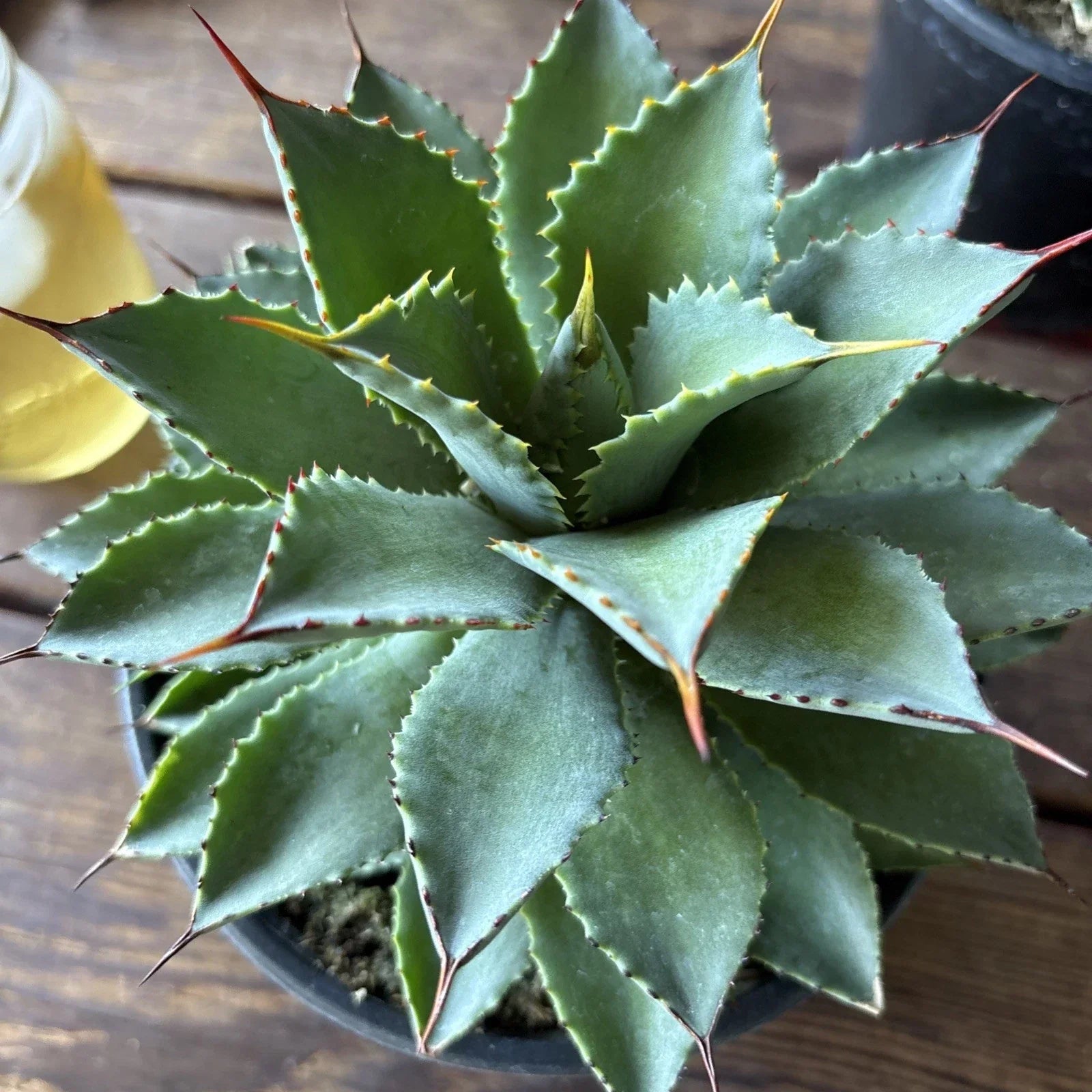 Agave Potatorum Plant, 6" Rooted Succulent, Blue-Green Leaves, Live Indoor/Outdoor Houseplant, Drought-Tolerant Agave
