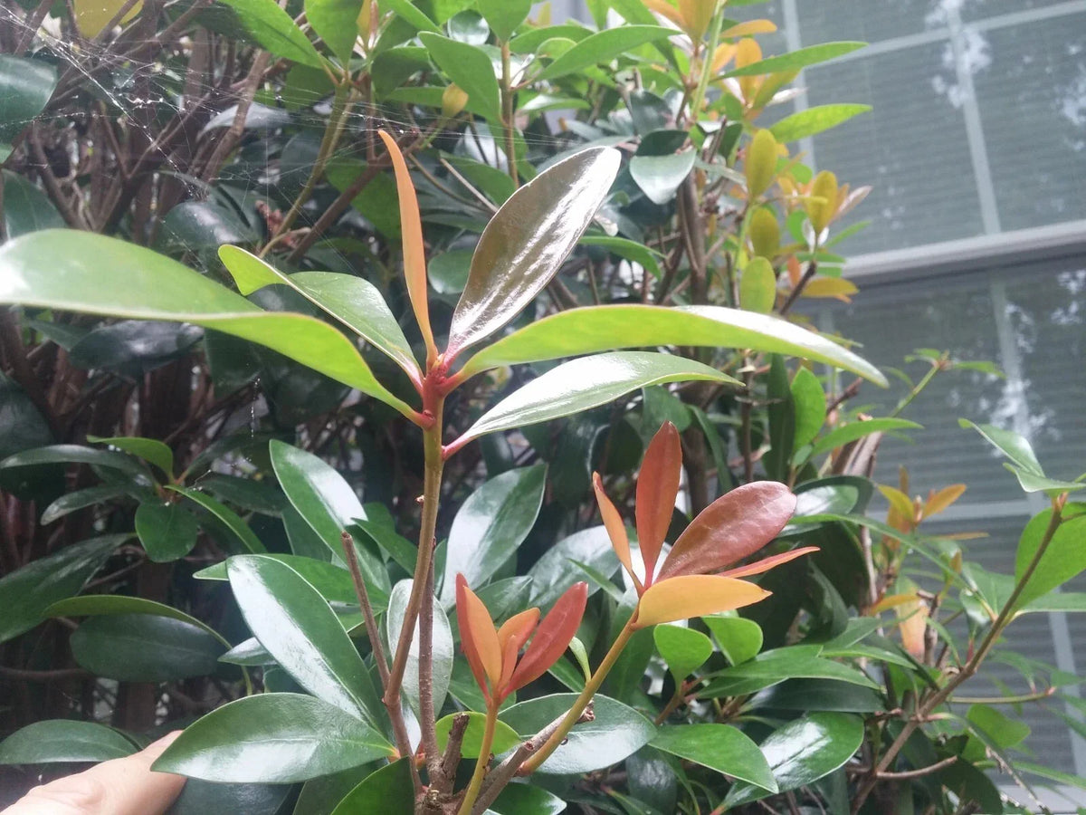Cleyera LeAnn Cuttings - 12 Evergreen Bushes for Privacy Hedge - Cleyera japonica 'LeAnn' - Low-Maintenance Garden Plants