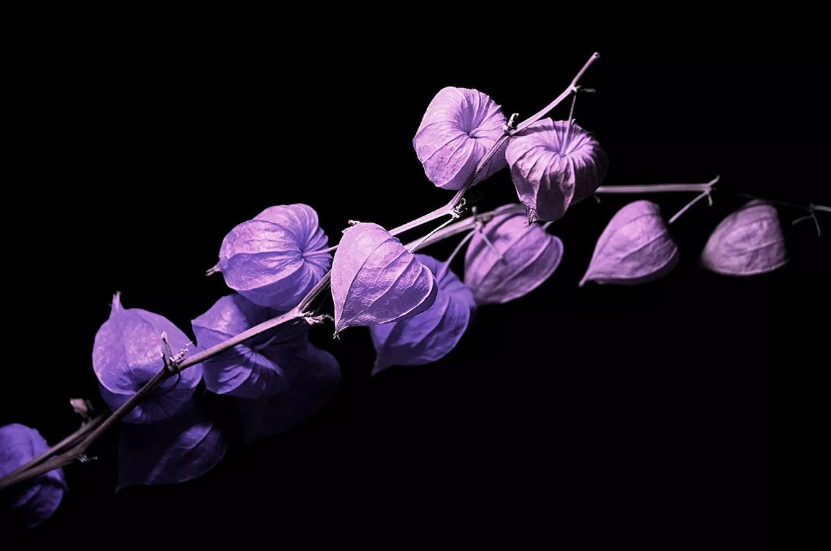 Purple Chinese Lantern Seeds - 100 Pack - Physalis alkekengi - Vibrant Lantern Blooms for Garden Planting