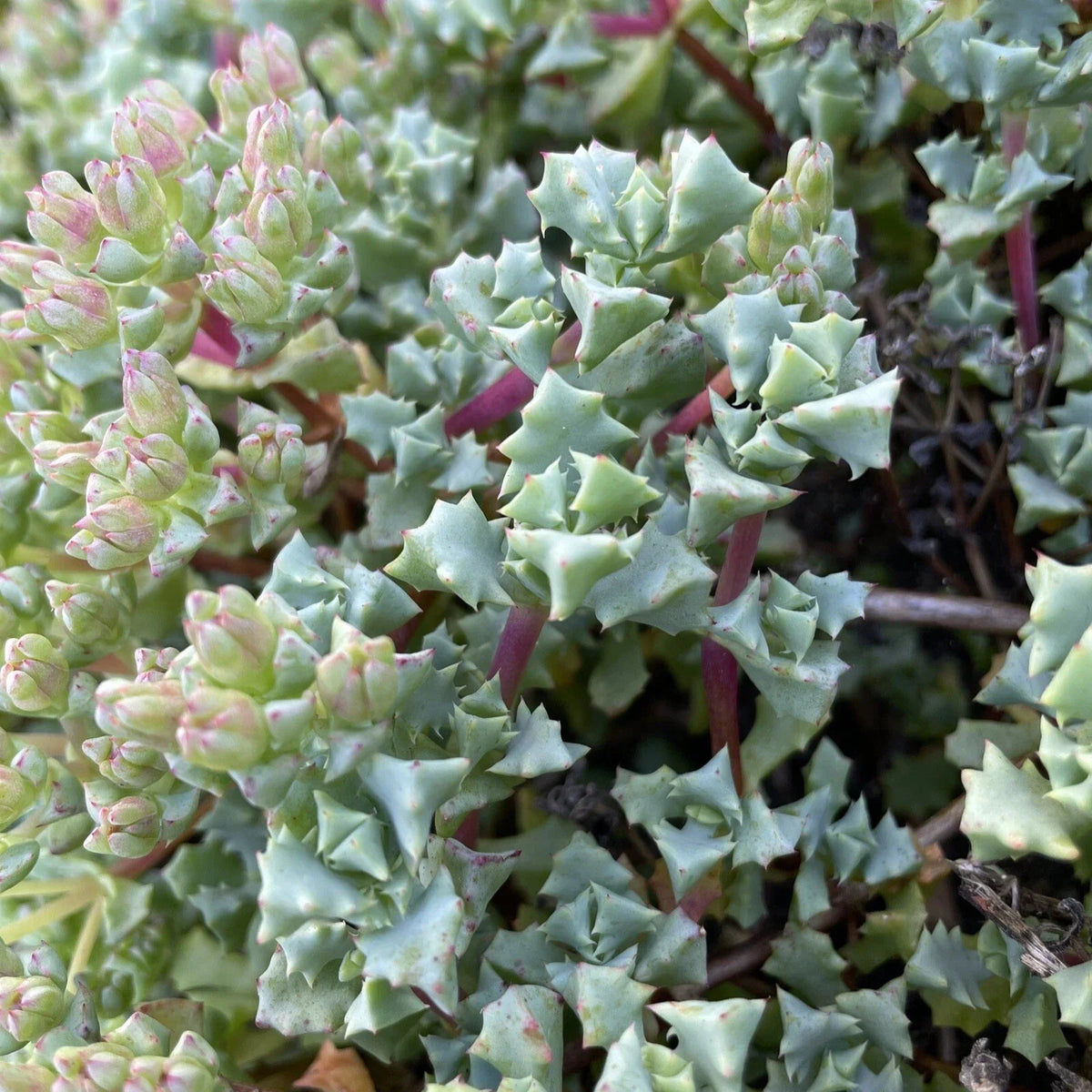 Oscularia deltoides Cuttings - 10 Pieces, Deltoid-Leaved Dew Plant, Succulent Garden Starter, 4-6 Inches Each
