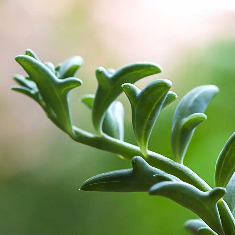 Rare Senecio Peregrinus Unrooted Cuttings - 4" Long String of Dolphins - Succulent Houseplant for Indoor Garden