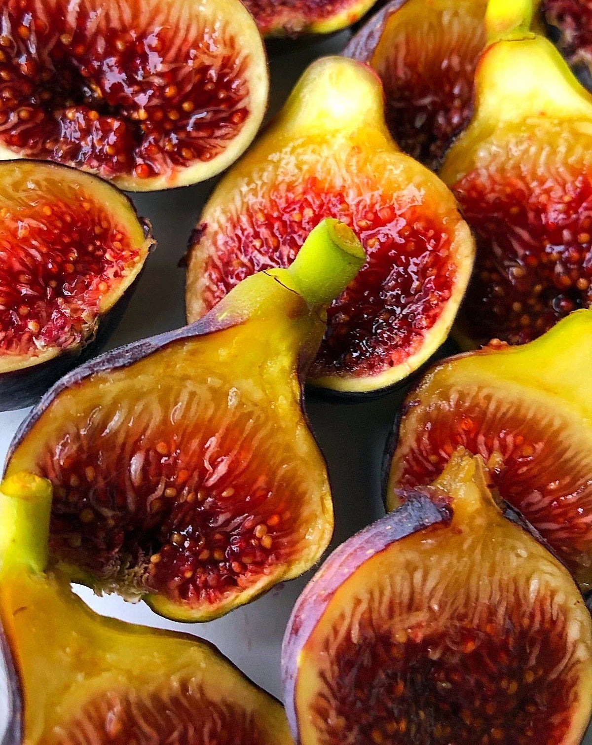 Fignomenal Fig Plant 1-Gallon Pot Edible Variety Ficus carica for Home Gardens
