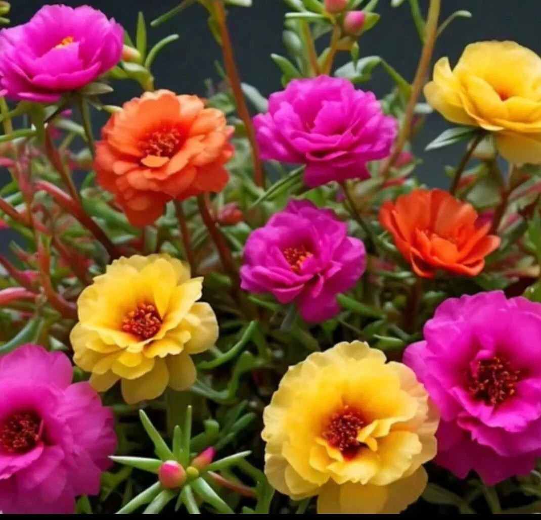 Moss Rose Seeds - 1000+ Color Mix - Portulaca Grandiflora - Vibrant Garden Flowers for Containers & Hanging Baskets