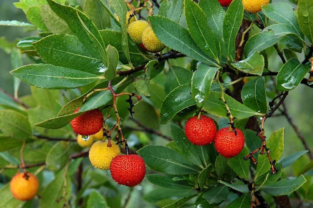 Strawberry Tree Seeds - 50+ Non-GMO Seeds - Arbutus unedo - Hardy Evergreen Shrub for Garden