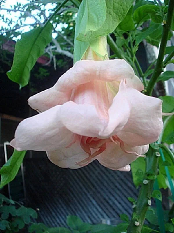 10 Baby Pink Angel Trumpet Seeds - Brugmansia Datura - Flower Seeds for Garden - Fragrant Double Blooms