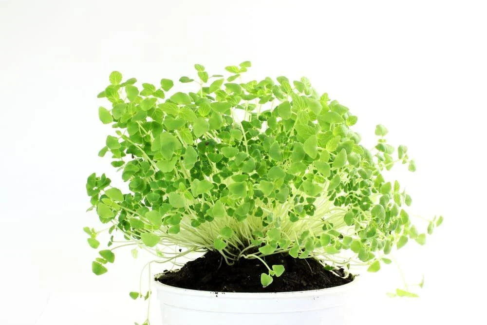 Chia Seeds for Planting - Organic Microgreens - Non-GMO Heirloom (Salvia hispanica) - Easy to Grow, Quick Harvest
