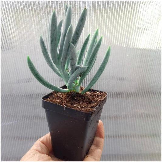 Blue Chalk Sticks Succulent Cuttings - Senecio Mandraliscae - 2 Plant Cuttings for DIY Arrangements