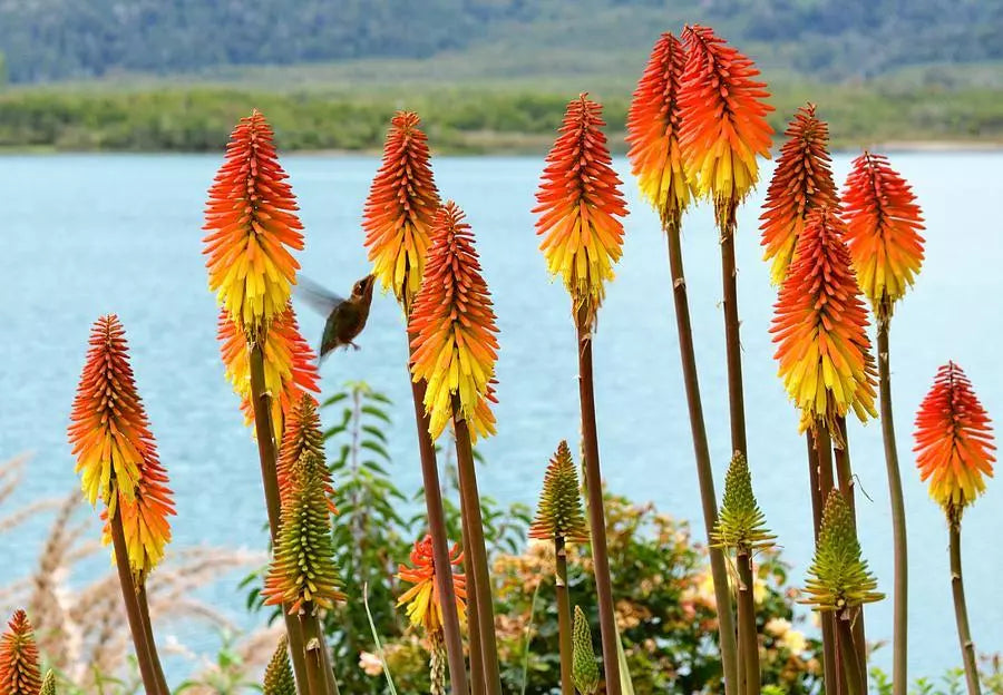 30 Seeds Red Hot Poker Perennial Tritoma - Vibrant Red & Orange Flowers - Kniphofia uvaria - Drought Tolerant, Low Maintenance