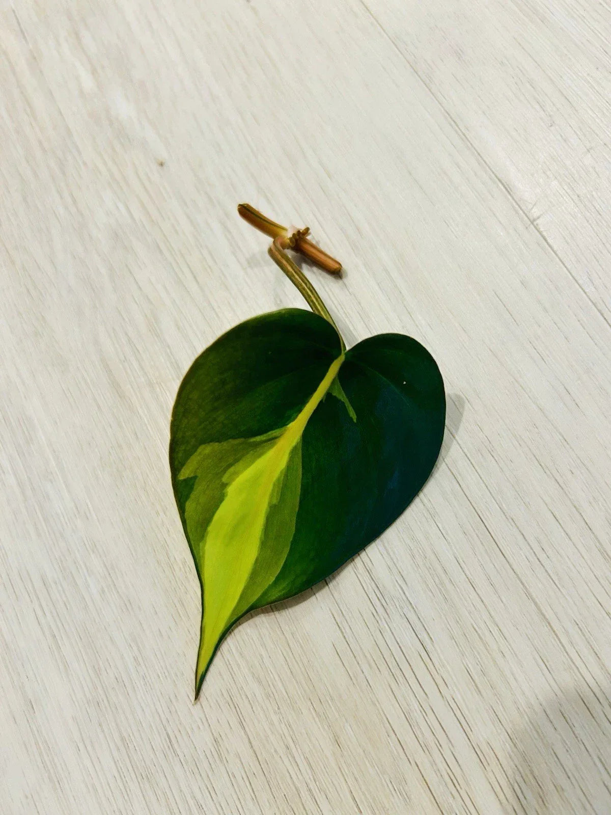 Philodendron Cutting Nodes for Propagation, Brasil Variety, Heart-Shaped Leaves, Philodendron hederaceum 'Brasil'