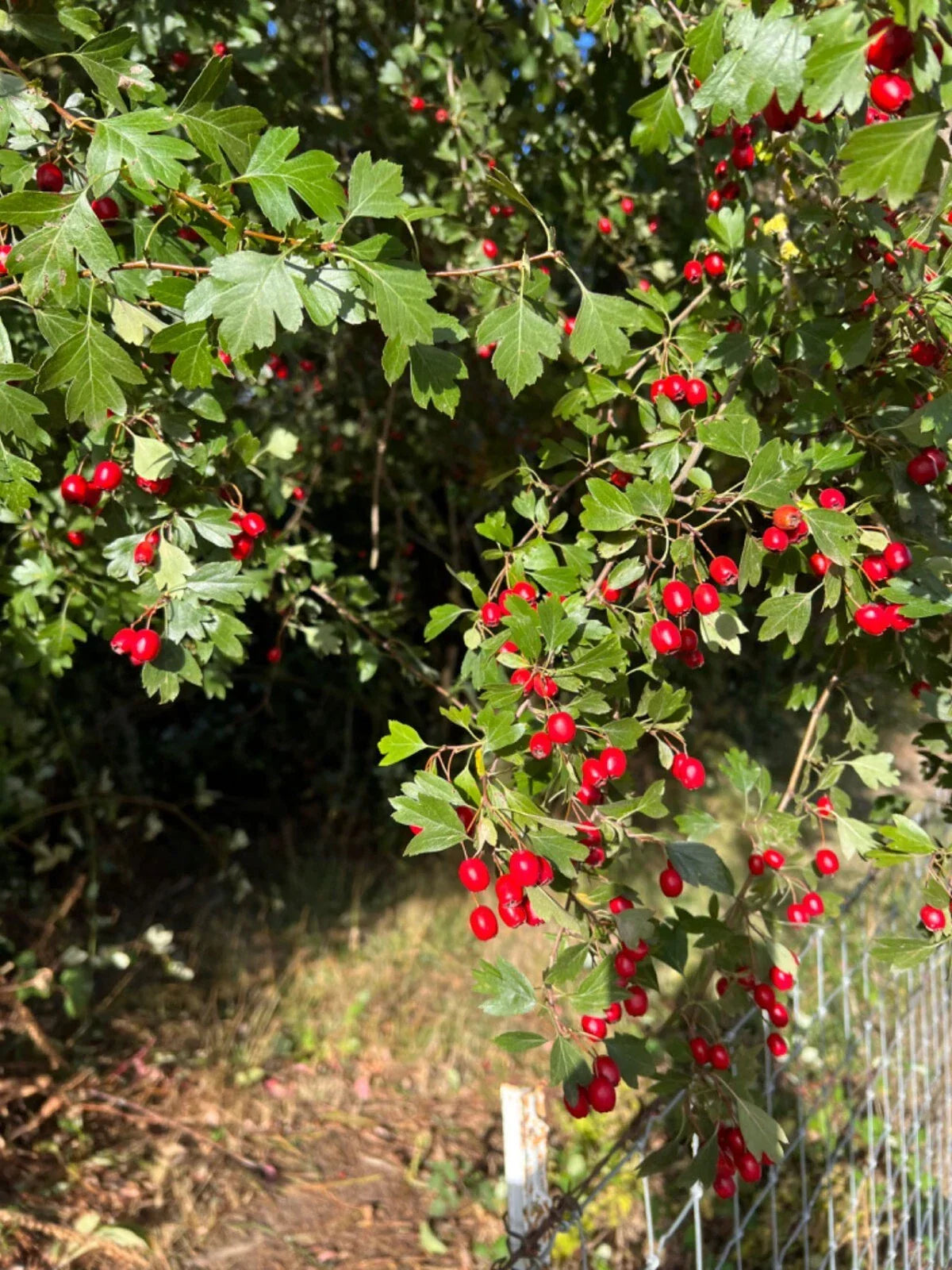 Wild Hawthorn Tree Seedling, Crataegus monogyna, Chinese Hawthorn Rootstock, Ideal for Hedges and Wildlife