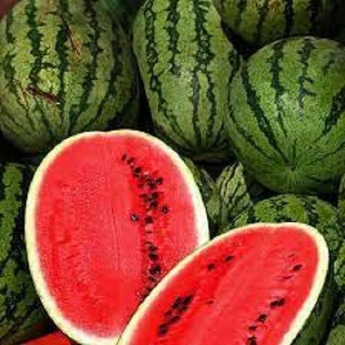 Premium All Sweet Watermelon Seeds - Heirloom Non-GMO Variety - Citrullus lanatus - 20 Seeds for Home Gardening