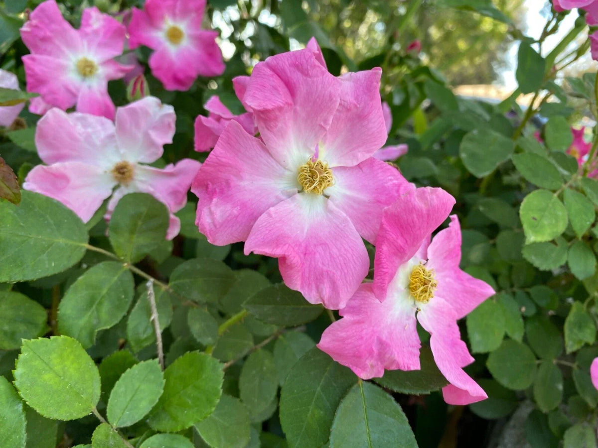 Floribunda Rose Cuttings 3-Pack Brilliant Pink Iceberg Rosa 'Brilliant Pink Iceberg' Healthy and Fresh for Planting