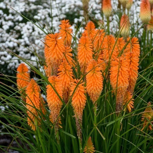 Orange Blazer Torch Lily Seeds - 25 Perennial Hot Poker Flower Seeds - Kniphofia uvaria - Bright Orange Blooms