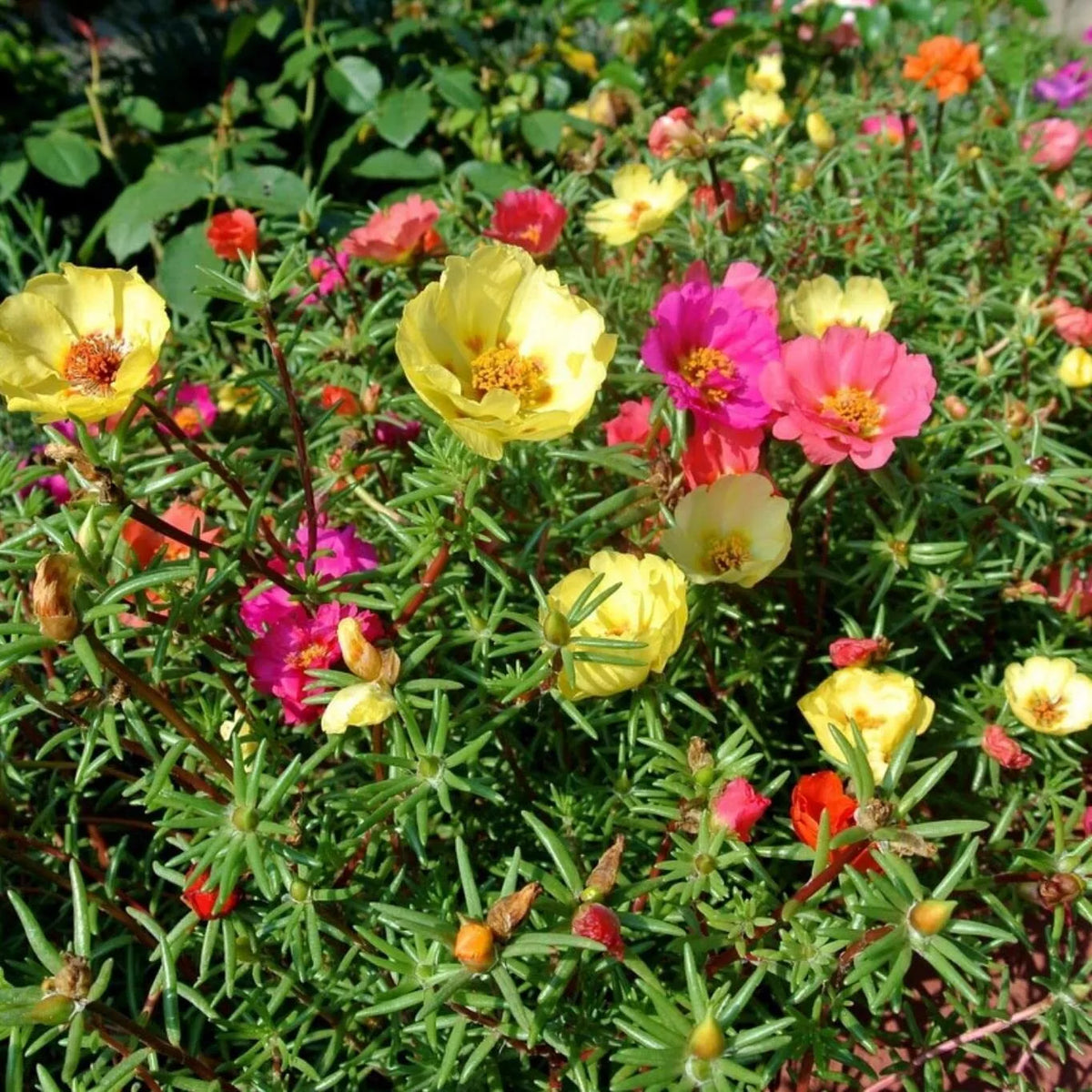 Purslane Seeds 1,000+ Non-GMO Green Portulaca oleracea for Garden Planting, Culinary Use, and Easy Growth