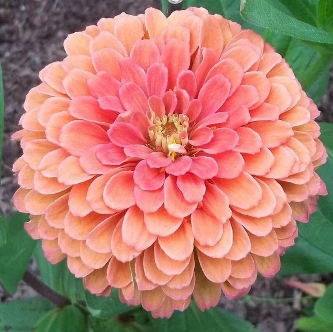 25 Salmon Rose Dahlia Seeds | Perennial Flowering Blooms | Dahlia pinnata | Non-GMO, Attracts Pollinators