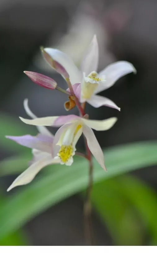 Orchid Plant 3" Pot - Bletilla Terracotta Princess, Cold Hardy Orchid, Bletilla striata 'Terracotta Princess'