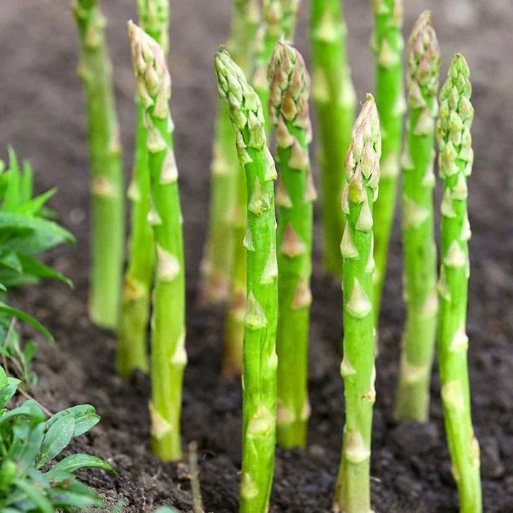 Mary Washington Asparagus Seeds - Perennial Vegetable for 2025 Planting, Green Asparagus (Asparagus officinalis) - 25 Seeds