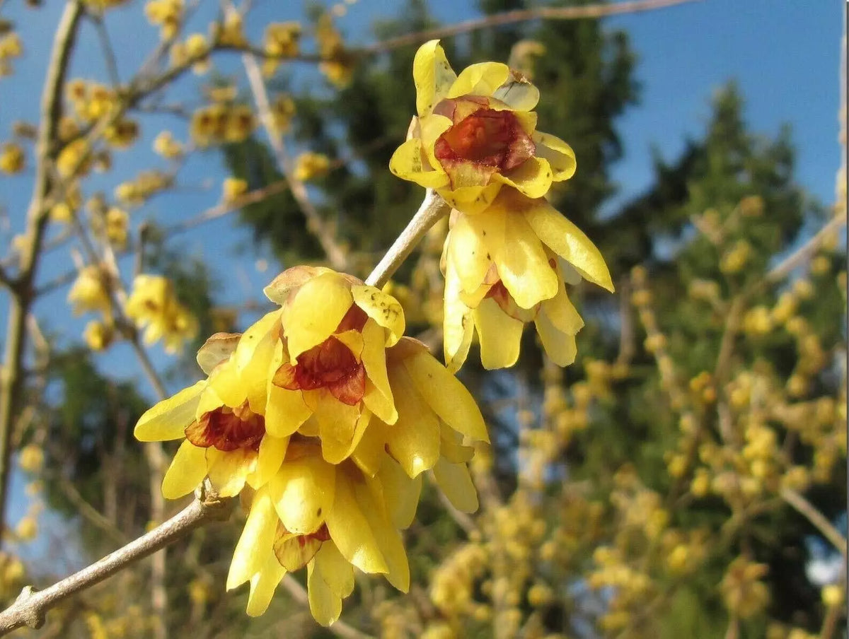 Wintersweet Seeds 10 Count - Fragrant Yellow Flowers - Chimonanthus praecox - Winter Bloomer - Ships from Iowa, USA