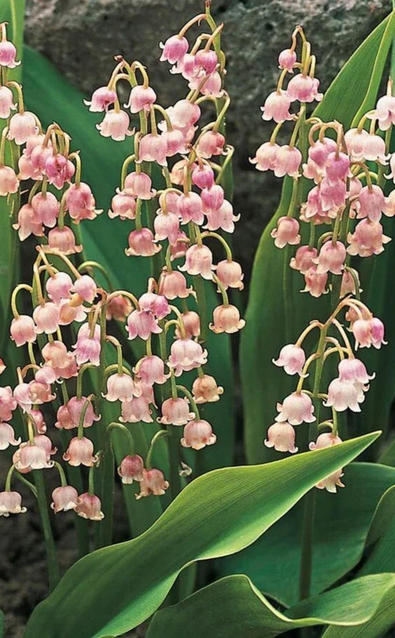 Pink Lily of the Valley Roots - 5 Pack May Lily May Bells - Convallaria majalis - Fragrant Pink Flowers for Shade Gardens