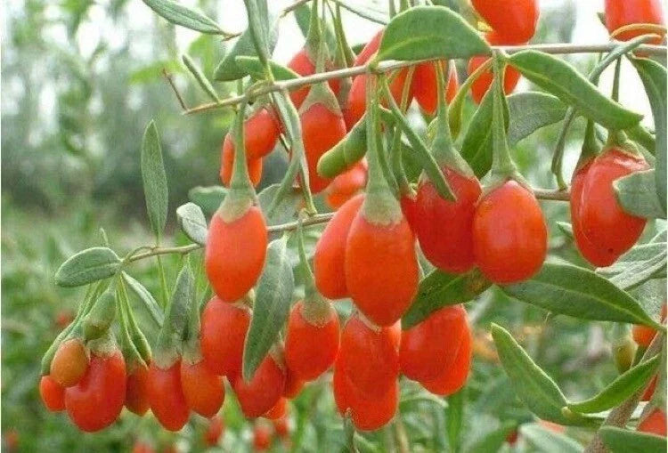 Goji Berry Plant 1 QT in Fabric Grow Bag - Lycium Barbarum Superfood for Home Gardening, Easy to Grow, Healthy Berries