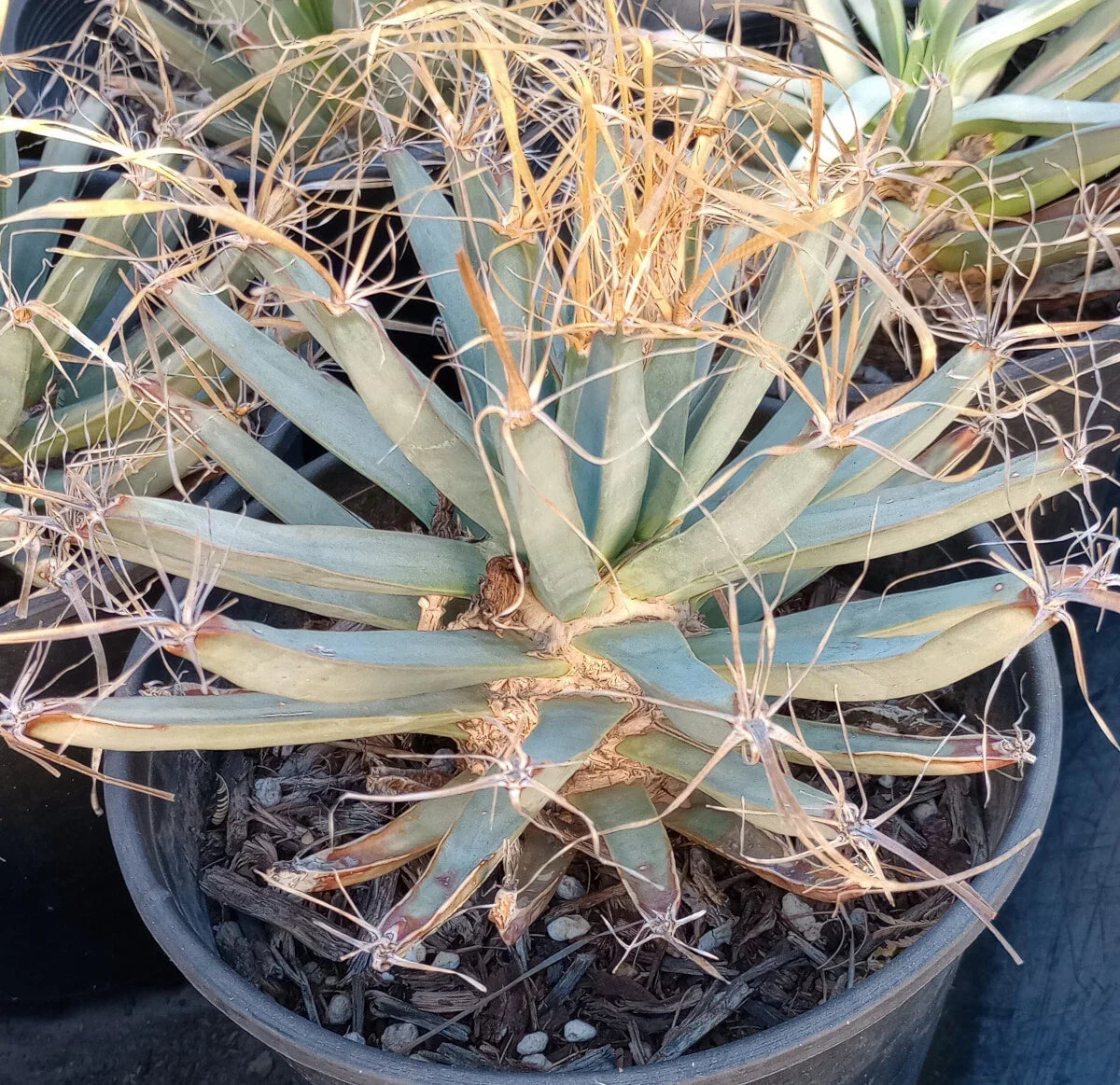 Agave Cactus Plant - Potted Leuchtenbergia principis - Unique Succulent with Long Paper Spines - Drought-Tolerant Decor