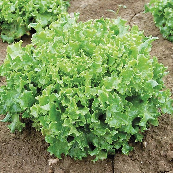 Tango Lettuce Seeds - 500 Count - Frilly Loose Leaf Heirloom - Lactuca sativa - Non-GMO, Ideal for Salads and Garnishes
