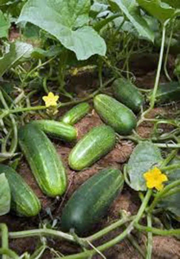 Cucumber Seeds 100 Count Heirloom Non-GMO Marketer Variety Cucumis sativus for Home Garden and Container Planting
