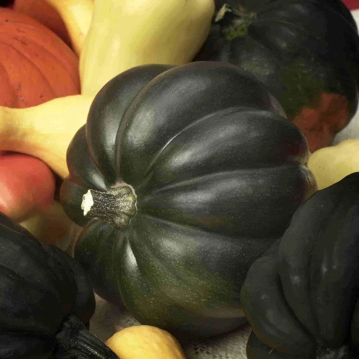 Burgess Buttercup Winter Squash Seeds, Non-GMO Turban Variety, Cucurbita maxima, Ideal for Home Gardening