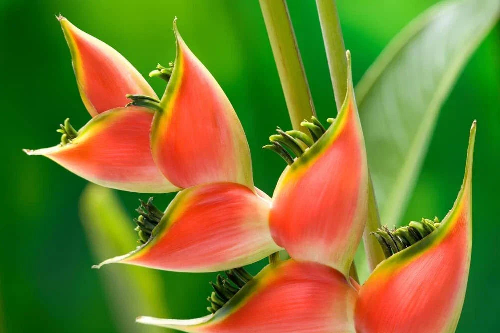 Heliconia Seeds - 10 Seeds - Heliconia Champneana - Tropical Banana Plant - Exotic Foliage & Blooms for Gardens