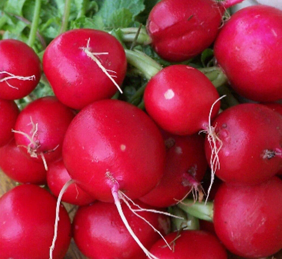 Champion Radish Seeds 200+ Count Non-GMO Cool Weather Vegetable Garden Raphanus sativus