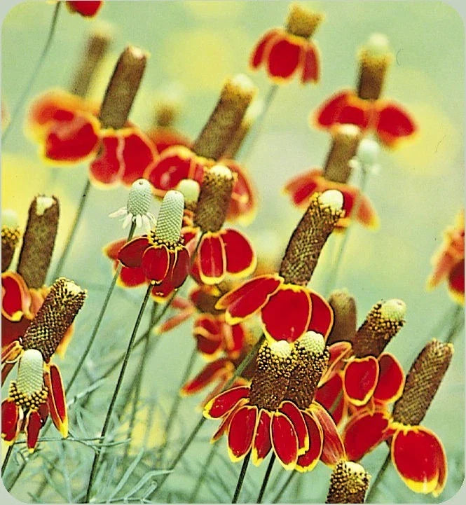 Mexican Hat Flower Seeds 301+ Pack, Drought Tolerant Perennial Wildflower, Ratibida columnifera, Native North American Blooms