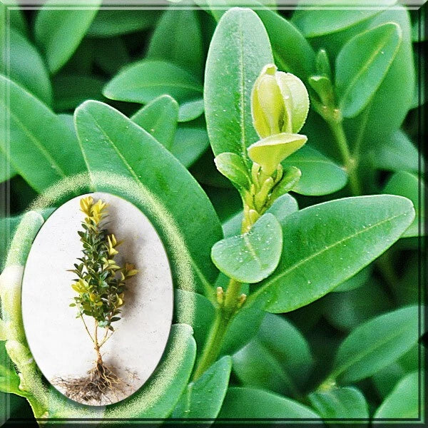 Green Mountain Boxwood Live Plant 10" - Buxus sempervirens - Hardy Evergreen Shrub for Hedges & Gardens