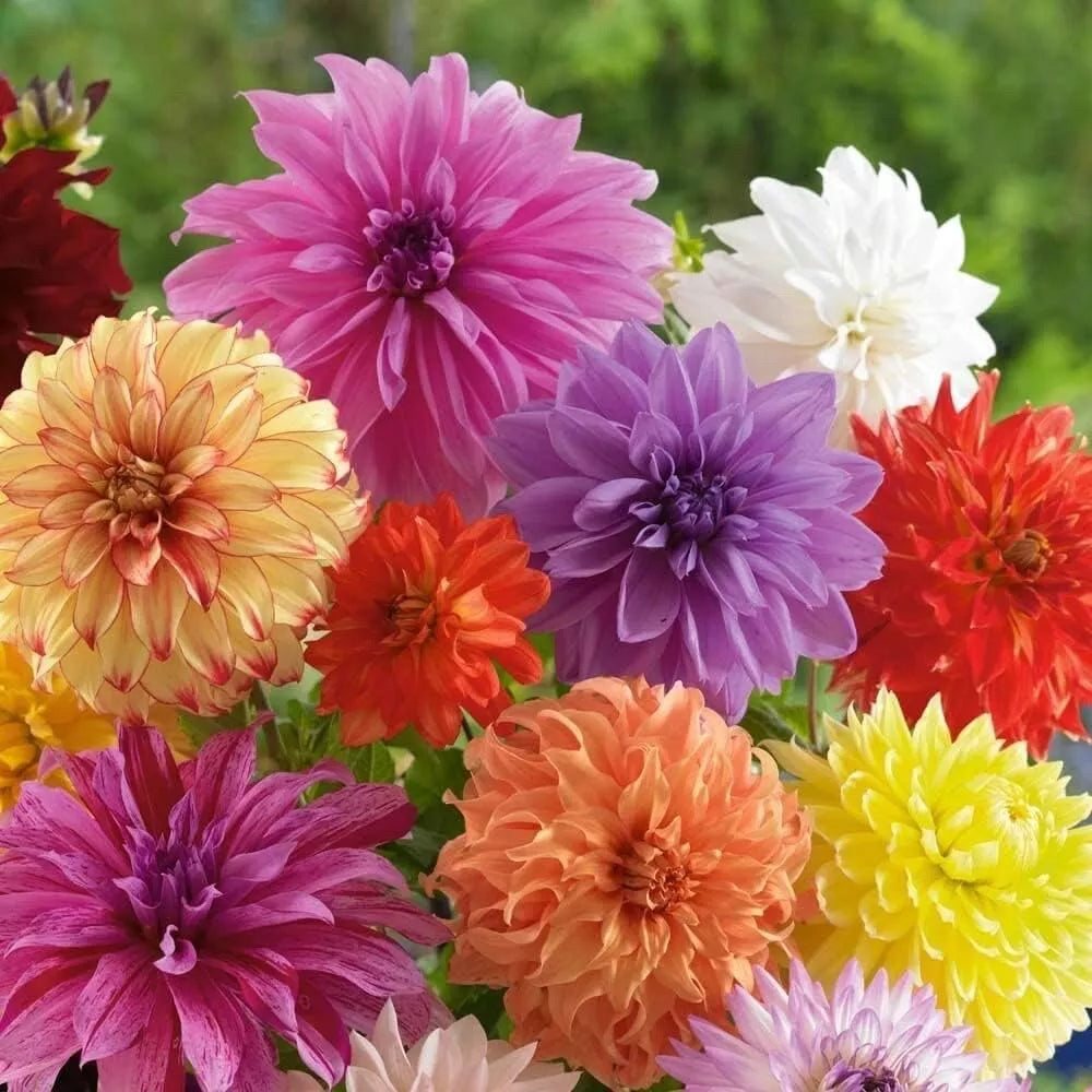 Mixed Dinnerplate Dahlia Bulbs - 3 Large Tubers - Assorted Colors - Dahlia ‘Dinnerplate’ - Dahlia pinnata