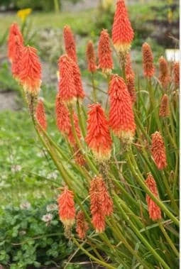 Kniphofia Bare Root Starter Plant - Red Hot Poker - Vibrant Perennial Flower - Kniphofia uvaria - Attracts Hummingbirds & Butterflies